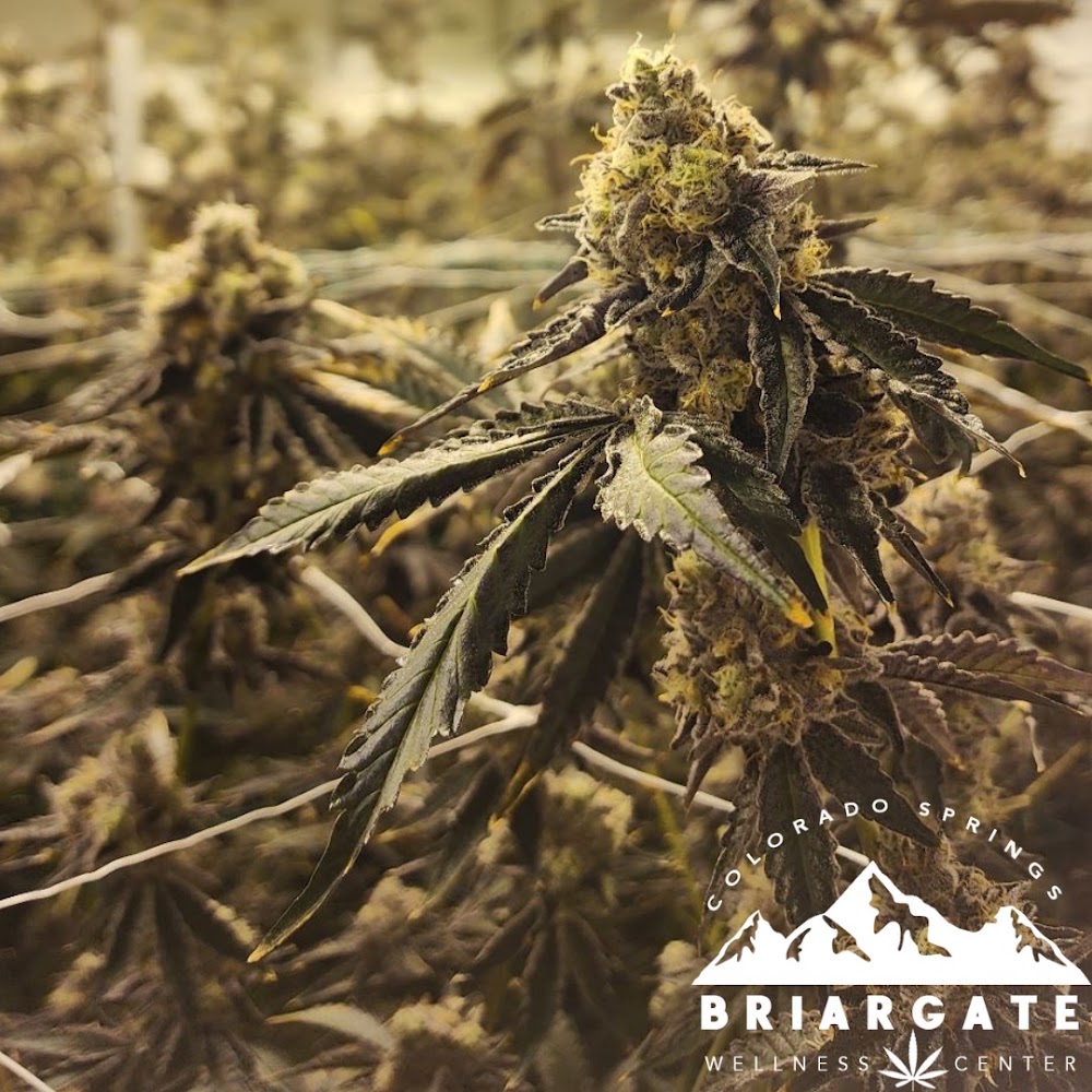Briargate Wellness Center photo 8