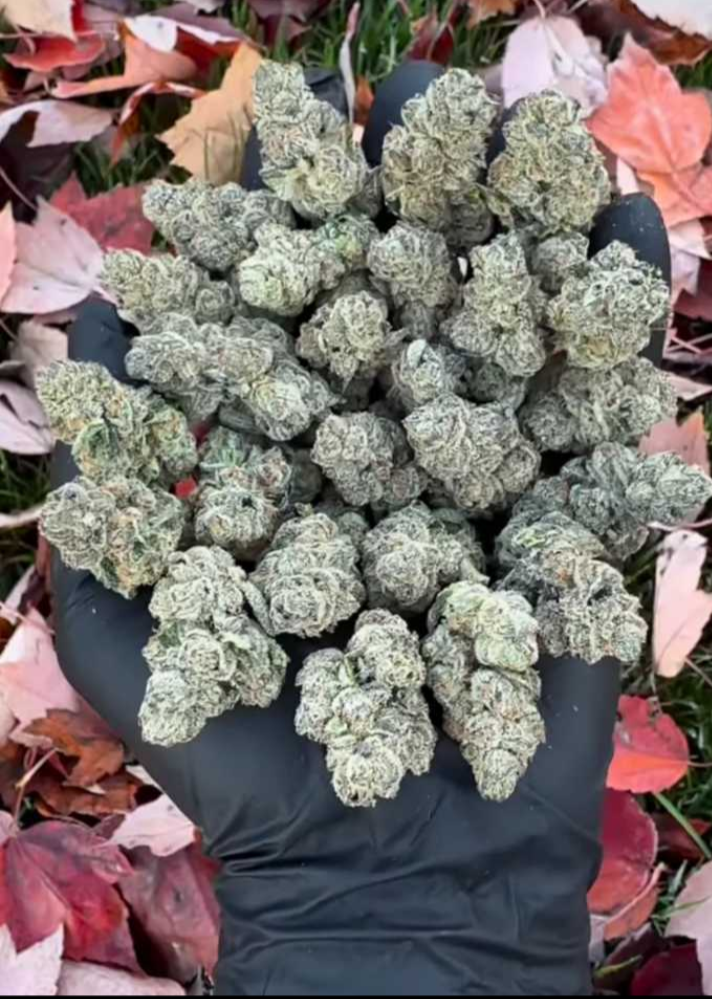 Burns Cannabis Experience photo 3