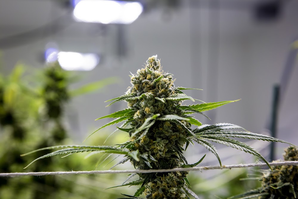 Cabin Cannabis photo 3