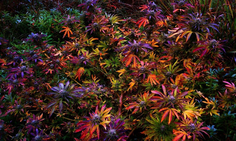California Canna Company photo 4