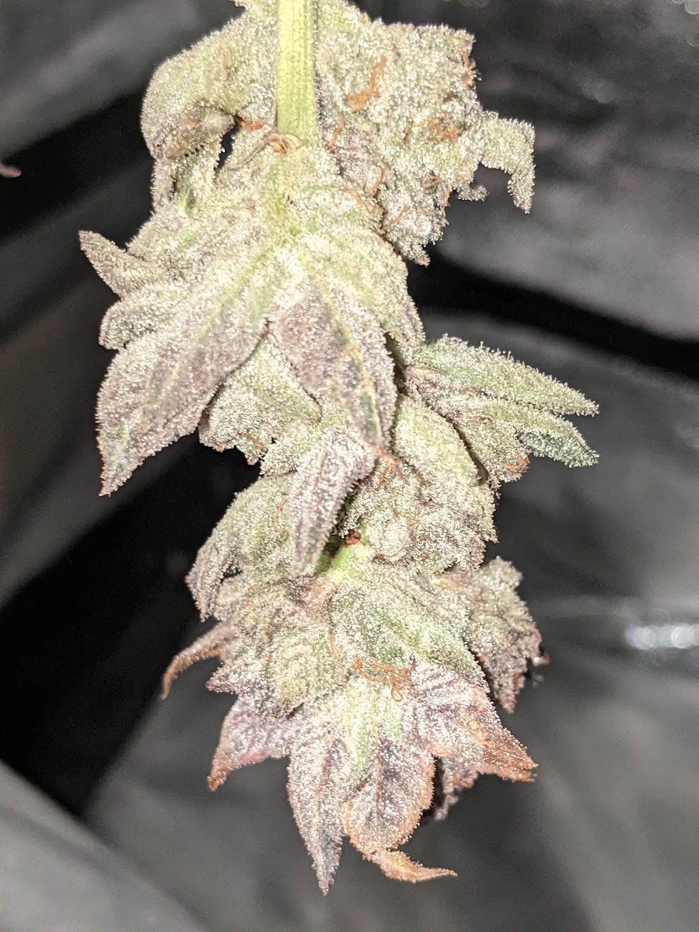 California Street Cannabis CO. photo 4