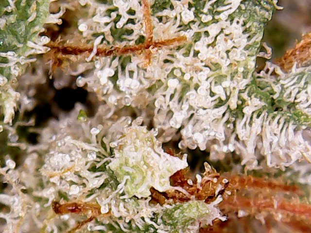 Canna Botica photo 4