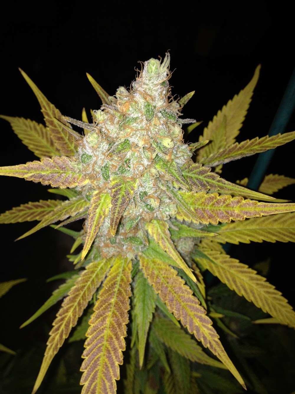 Canna Cabinet photo 6