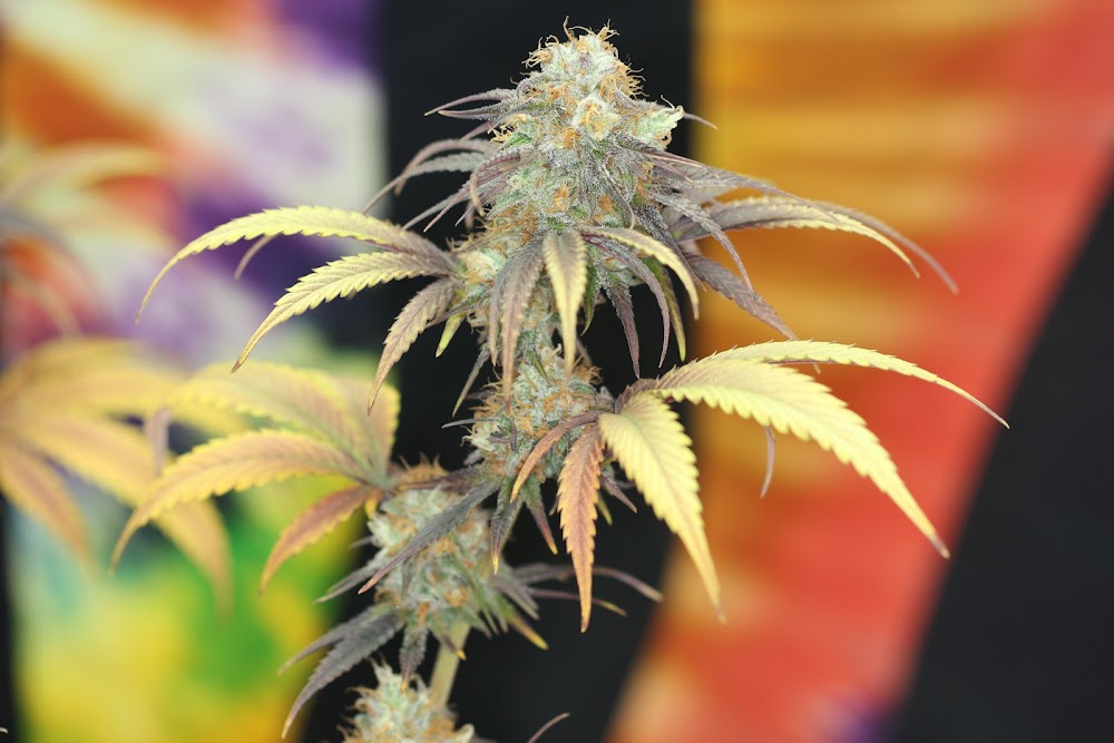 Canna Cabinet photo 8