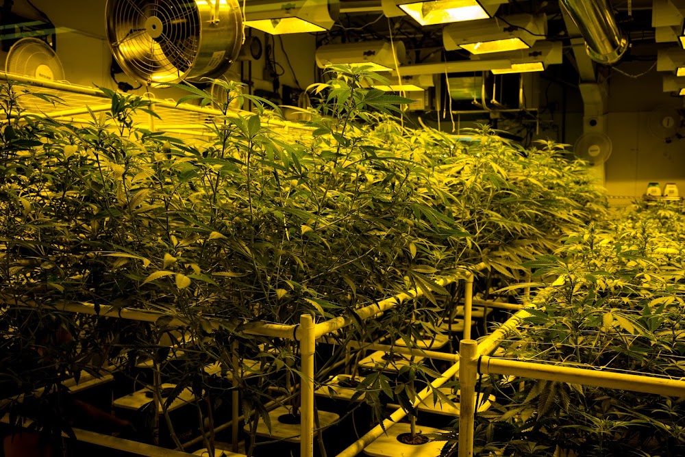 Cannabaska photo 6
