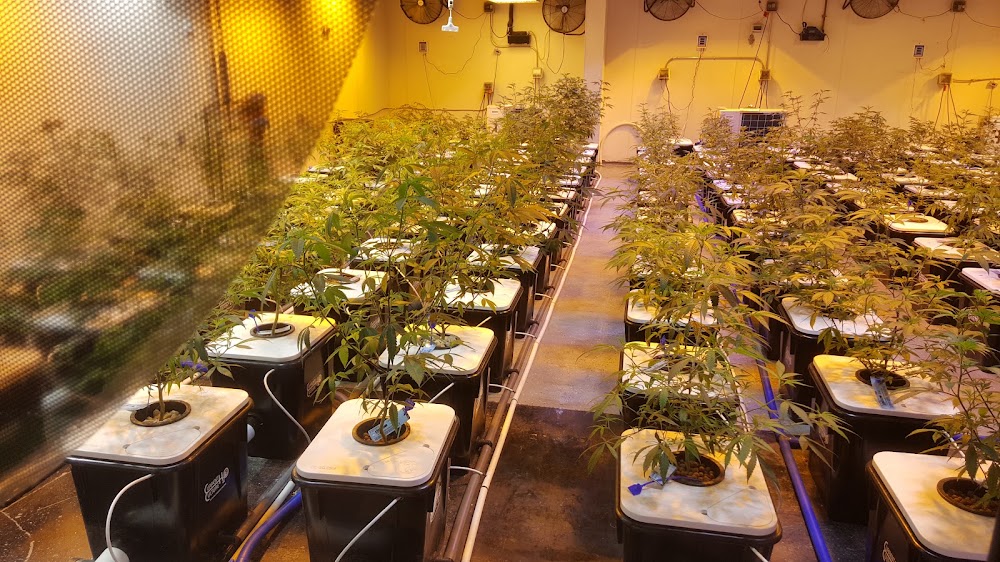 Cannabaska photo 2