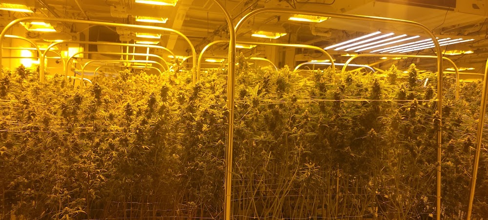 Cannabaska photo 5