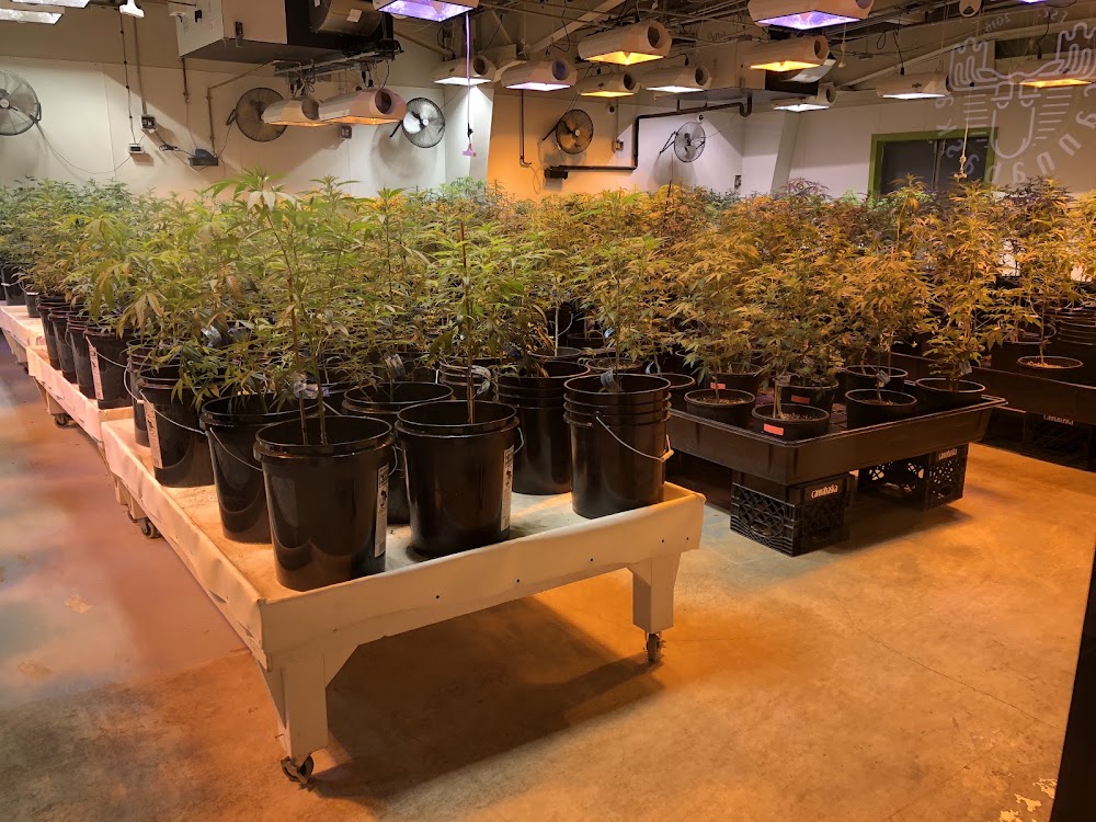 Cannabaska photo 8