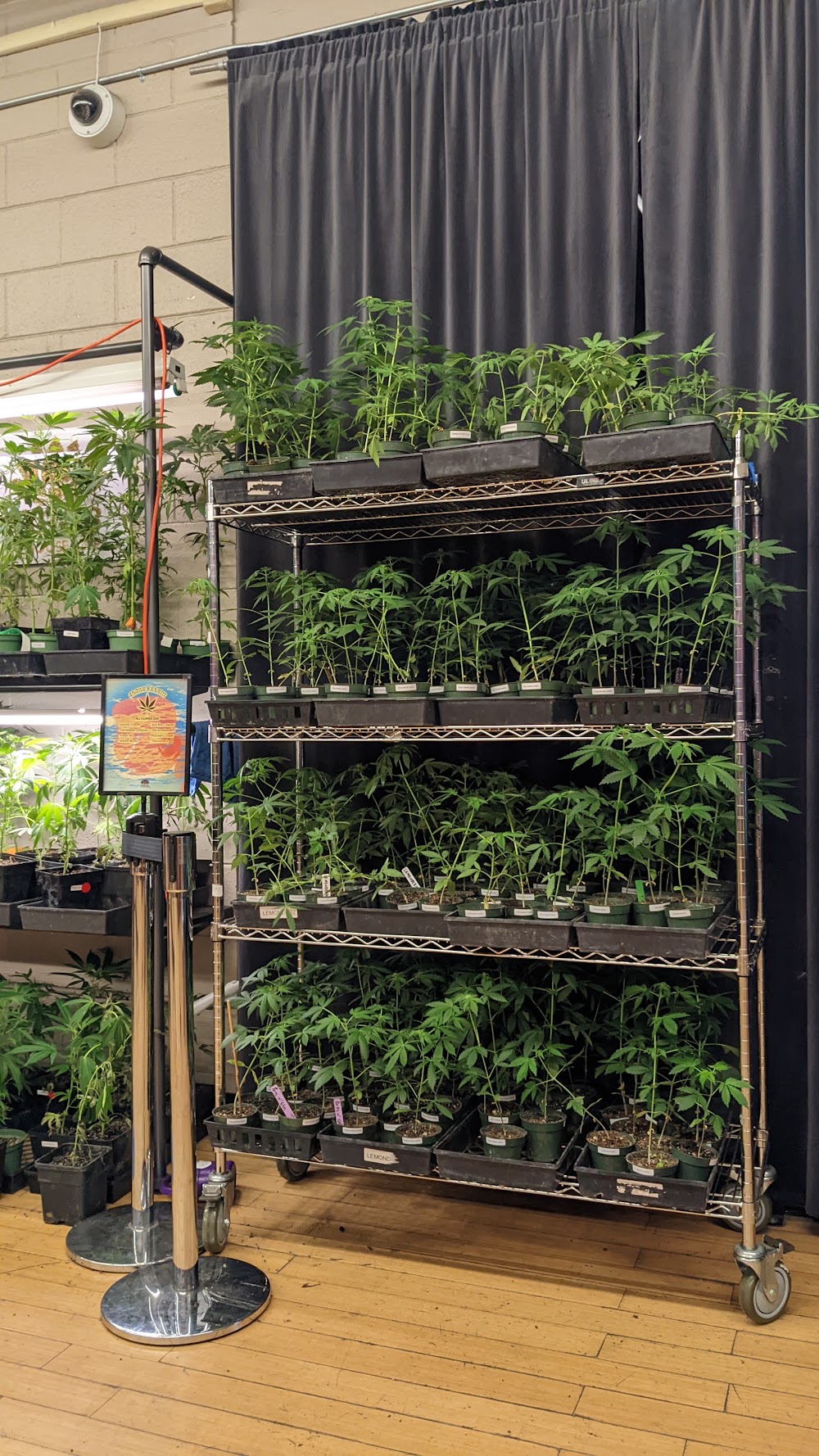 Cannabis Buyers Club Of Berkeley photo 7