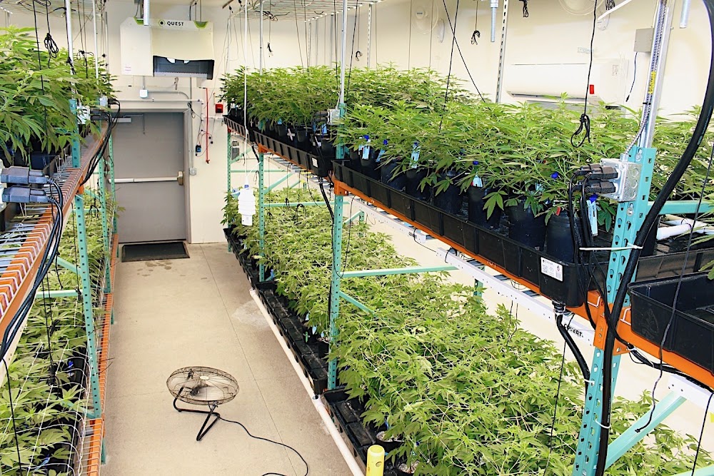 Cannabis Cured Retail photo 3