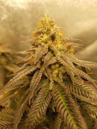 Cannabis Cured Retail photo 6
