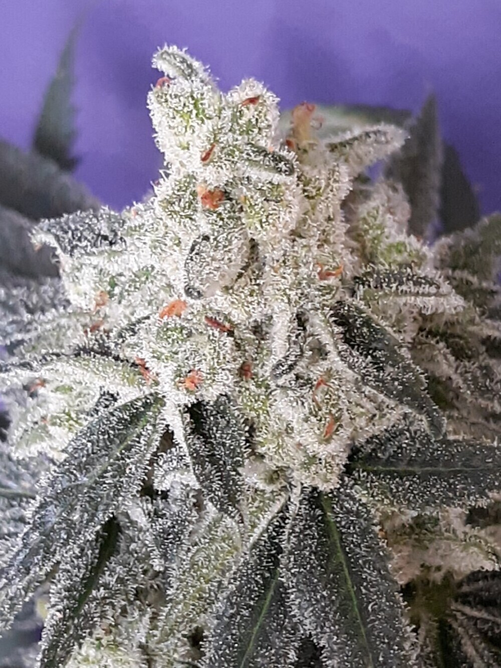 Cannabis Cured Retail photo 6