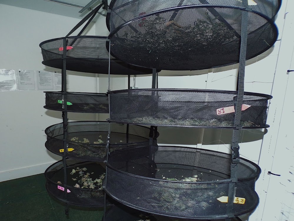 Cannabis Cured Retail photo 3