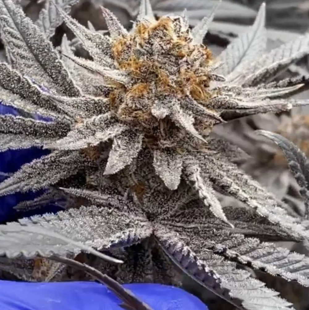 Cannabis Cured Retail photo 5