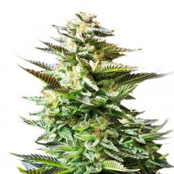 Cannabis Cured Retail photo 5