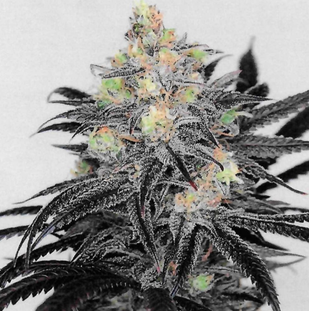 Cannabis Cured Retail photo 7
