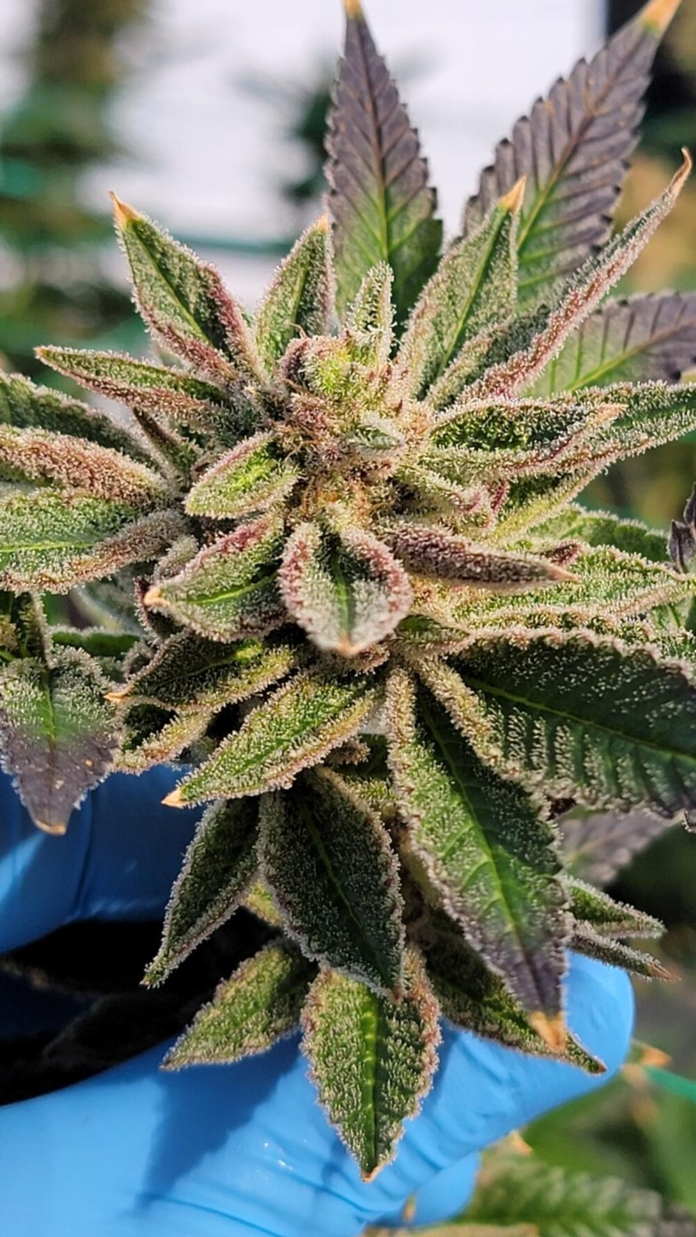 Cannabis Cured Retail photo 8