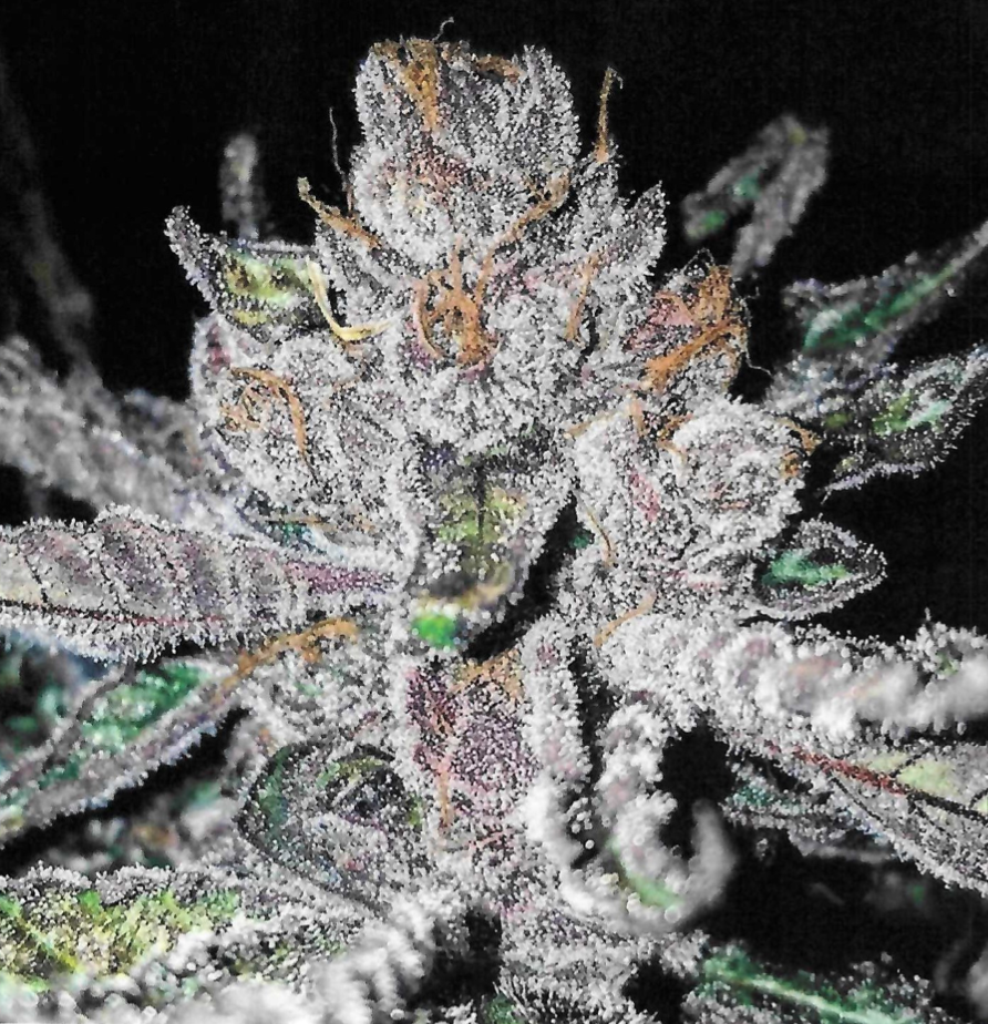 Cannabis Cured Retail photo 5