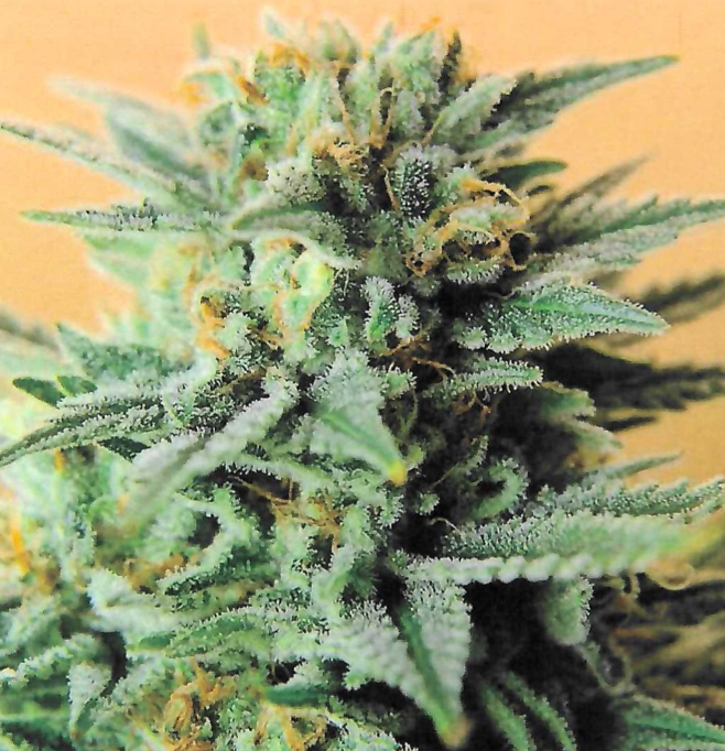 Cannabis Cured Retail photo 7