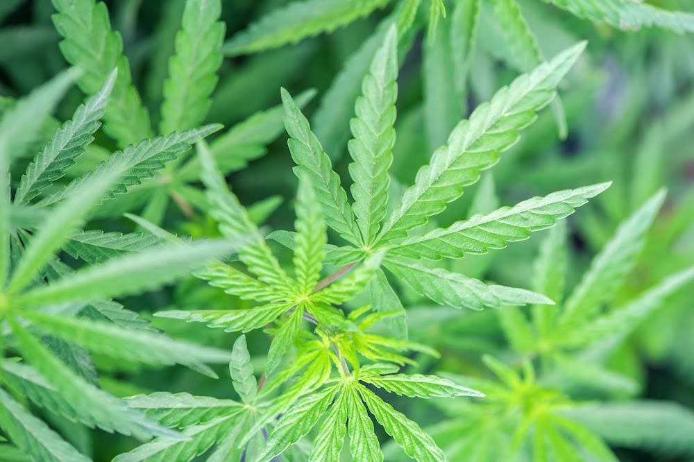 Cannaco photo 2