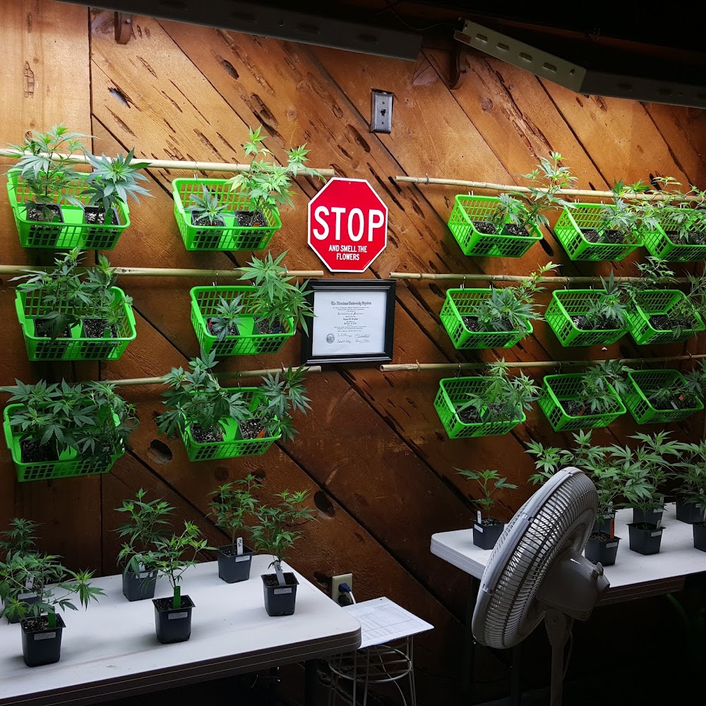 Cannamedicine photo 3