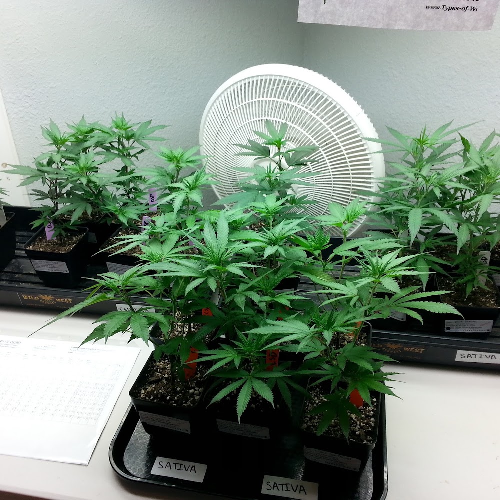 Cannamedicine photo 5