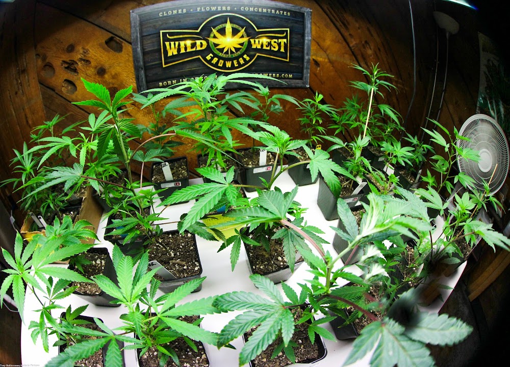 Cannamedicine photo 7