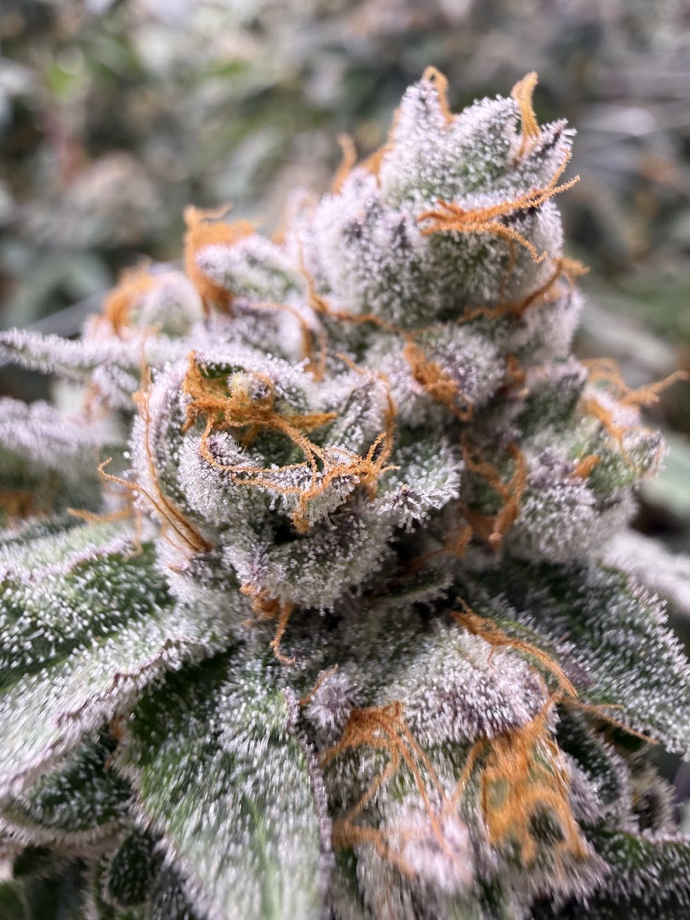 Cheers Cannabis photo 3