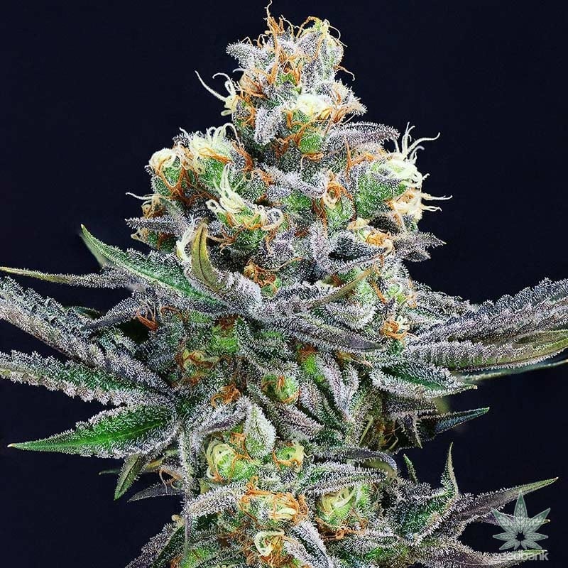 Cheers Cannabis photo 6
