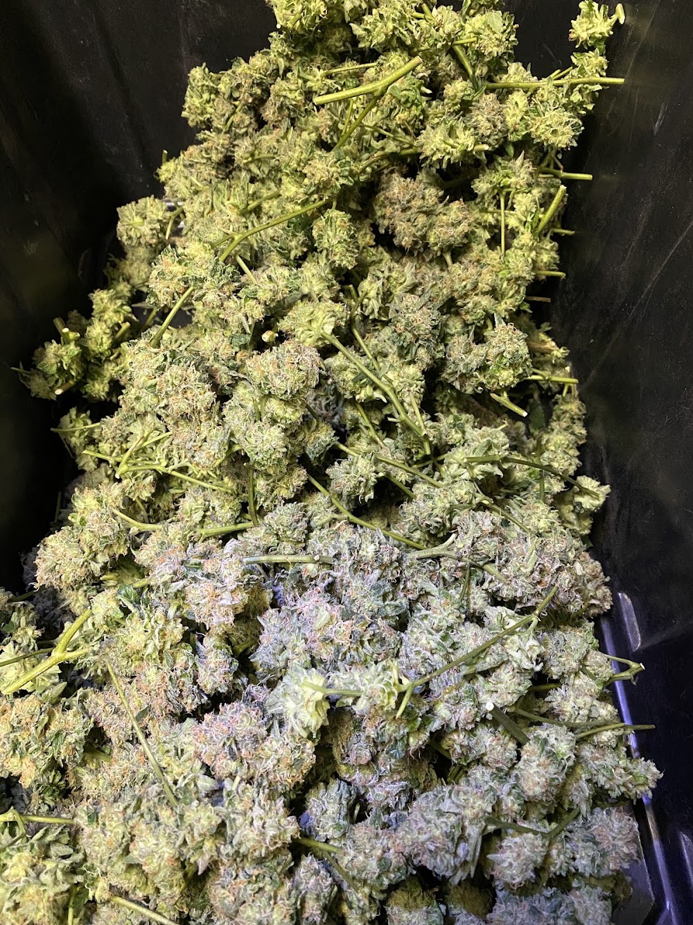 Chena Cannabis photo 1