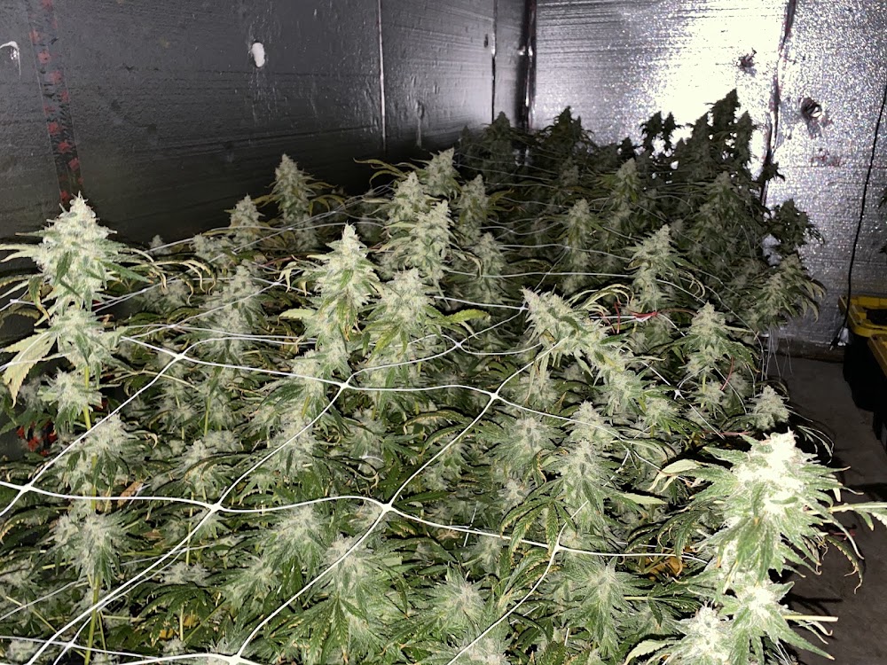Chena Cannabis photo 3