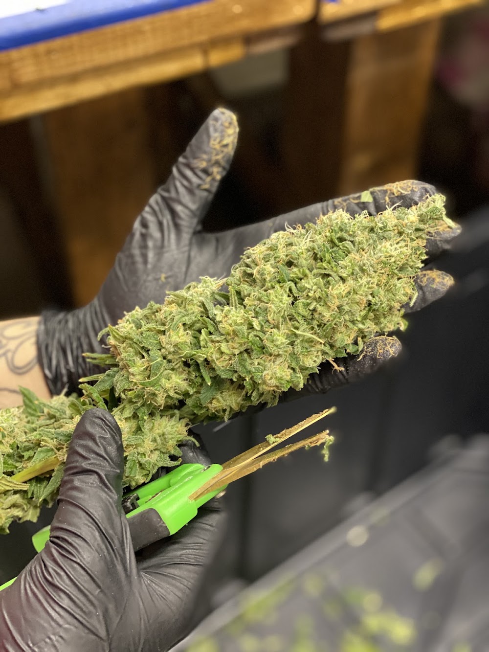 Chena Cannabis photo 5