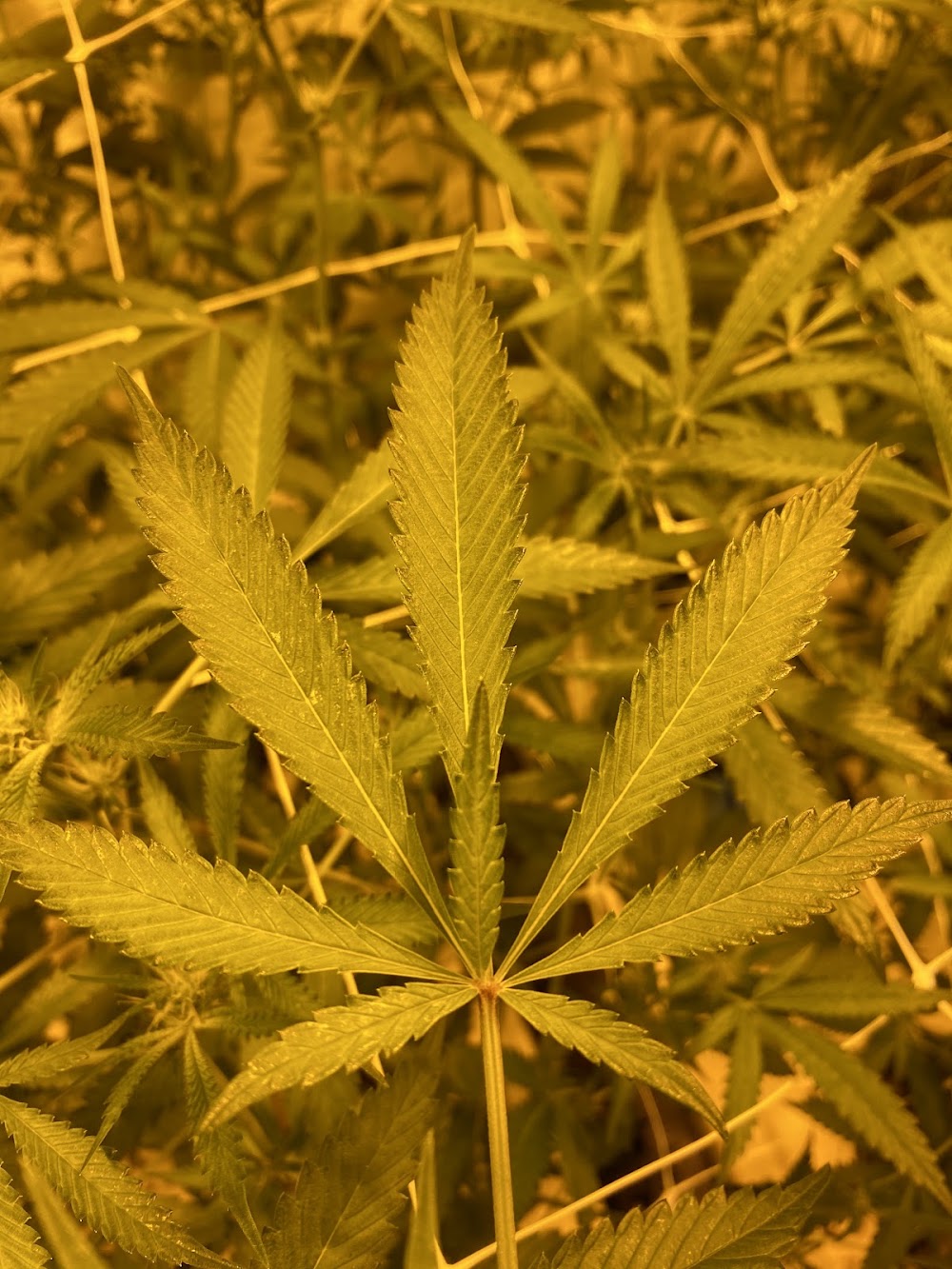 Chena Cannabis photo 6