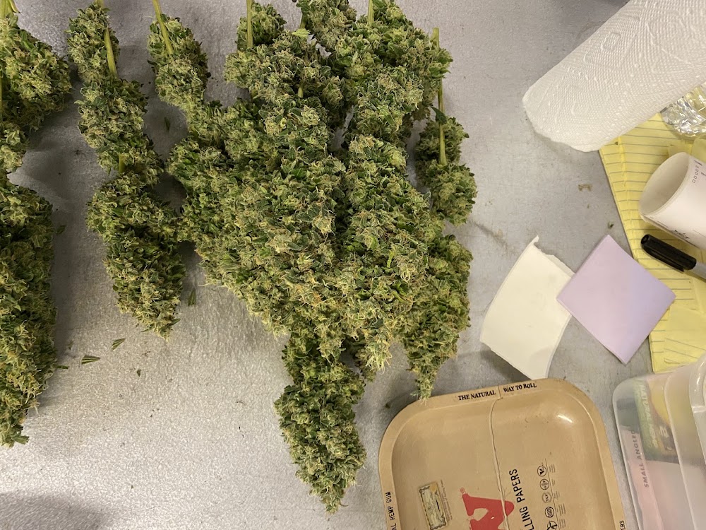 Chena Cannabis photo 7