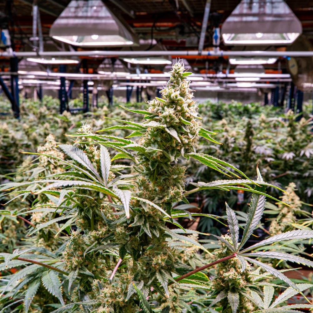 Clearance Cannabis CO. photo 4