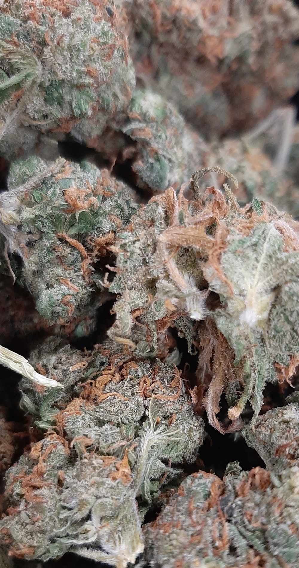 Clearance Cannabis CO. photo 5