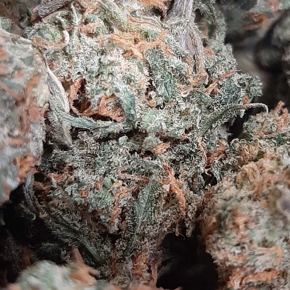 Clearance Cannabis CO. photo 8