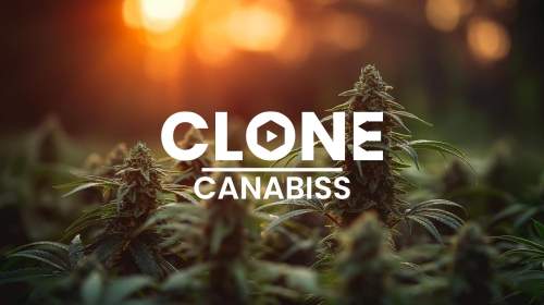 Clone Canabiss photo 2