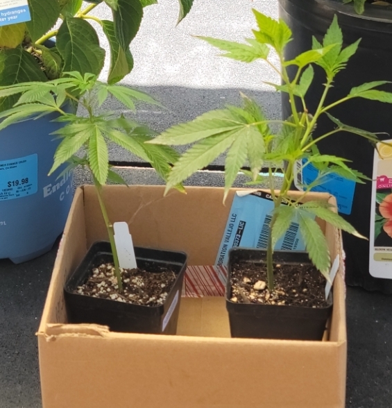 Coco Farms photo 7
