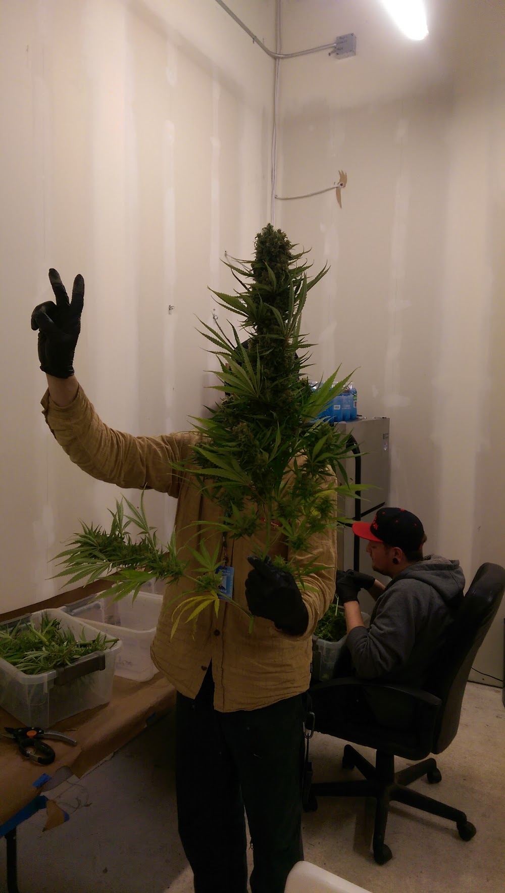 Colorado Cannabis Connection photo 2