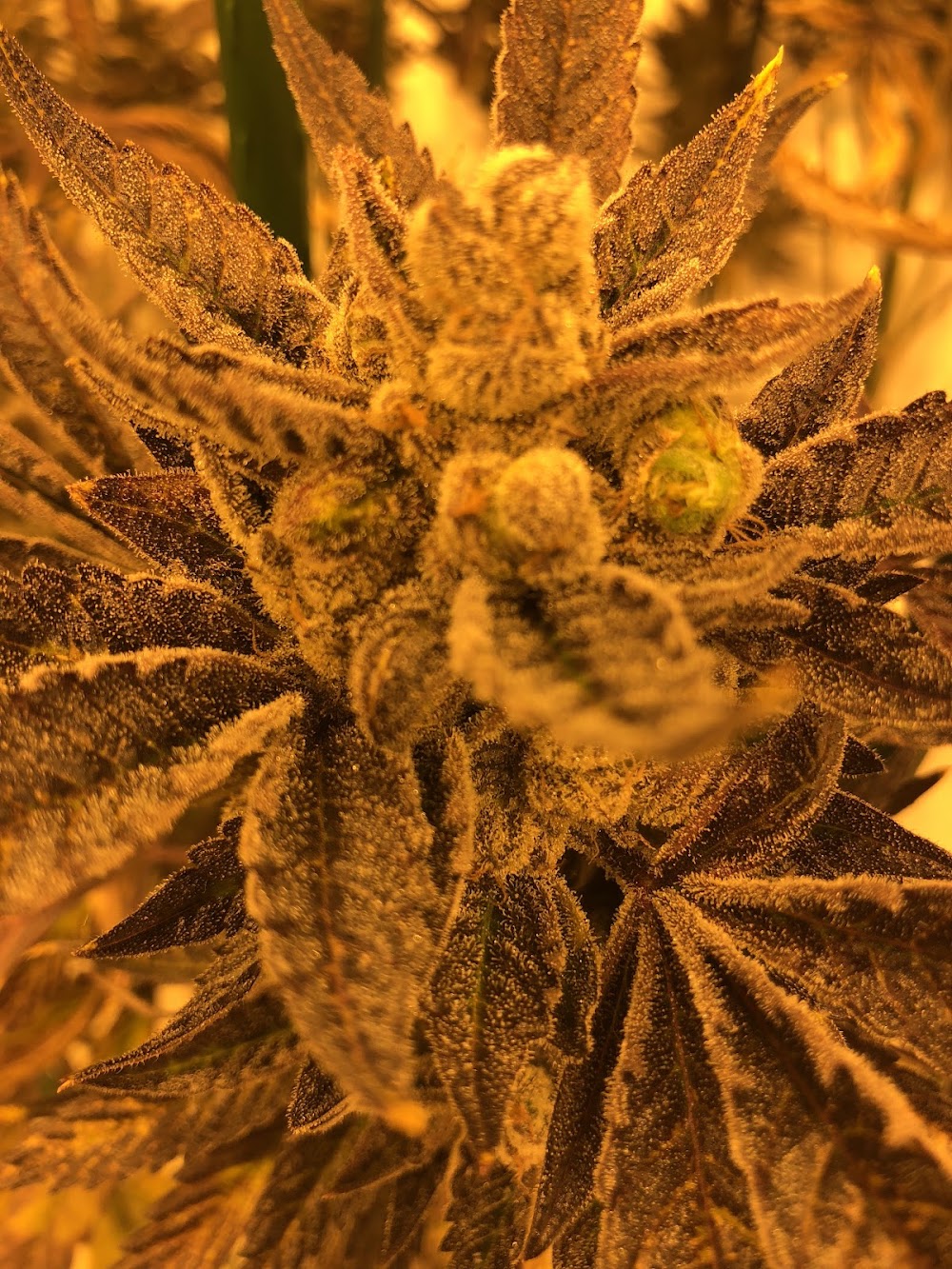 Colorado Cannabis Connection photo 3