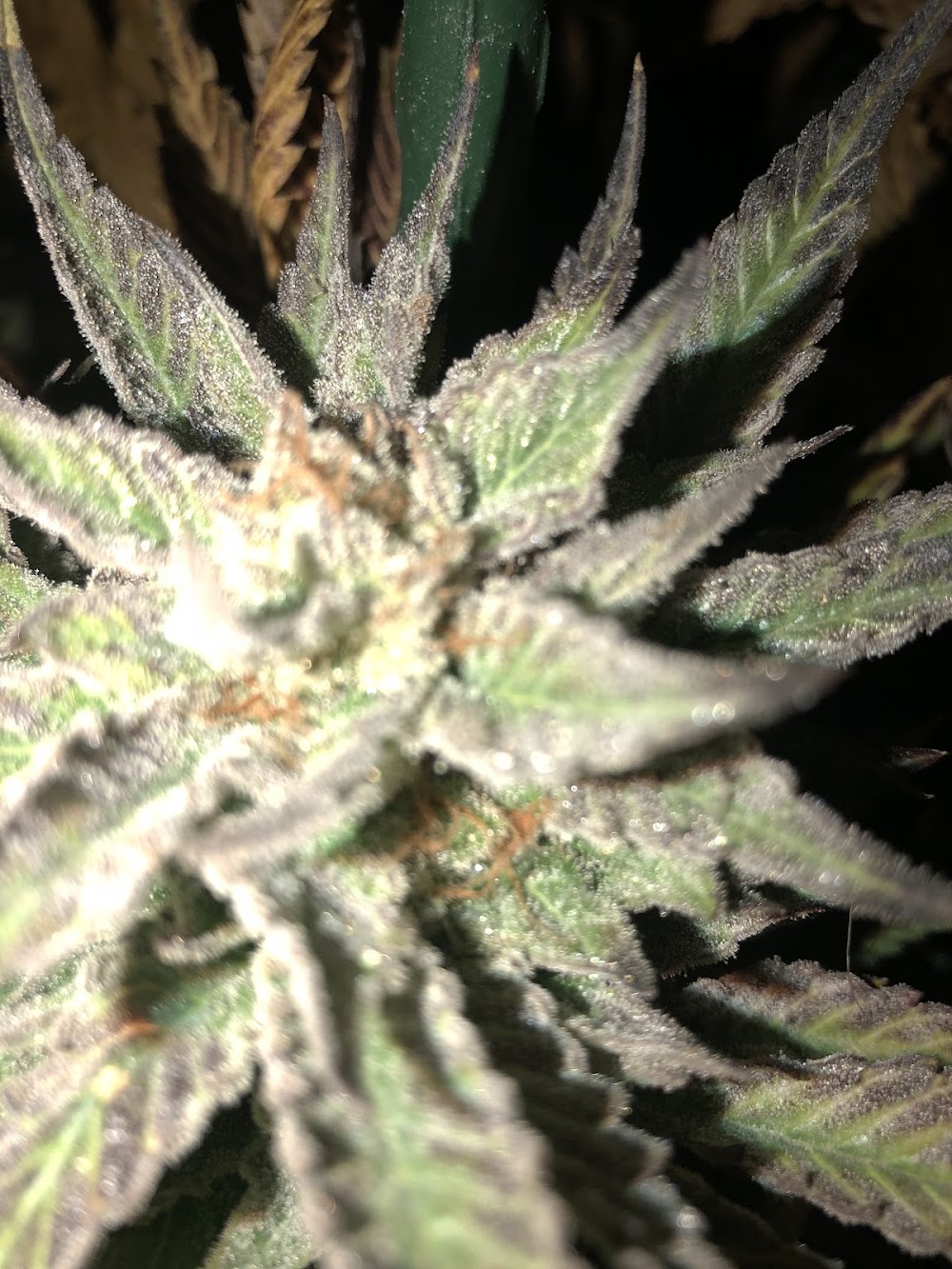 Colorado Cannabis Connection photo 4