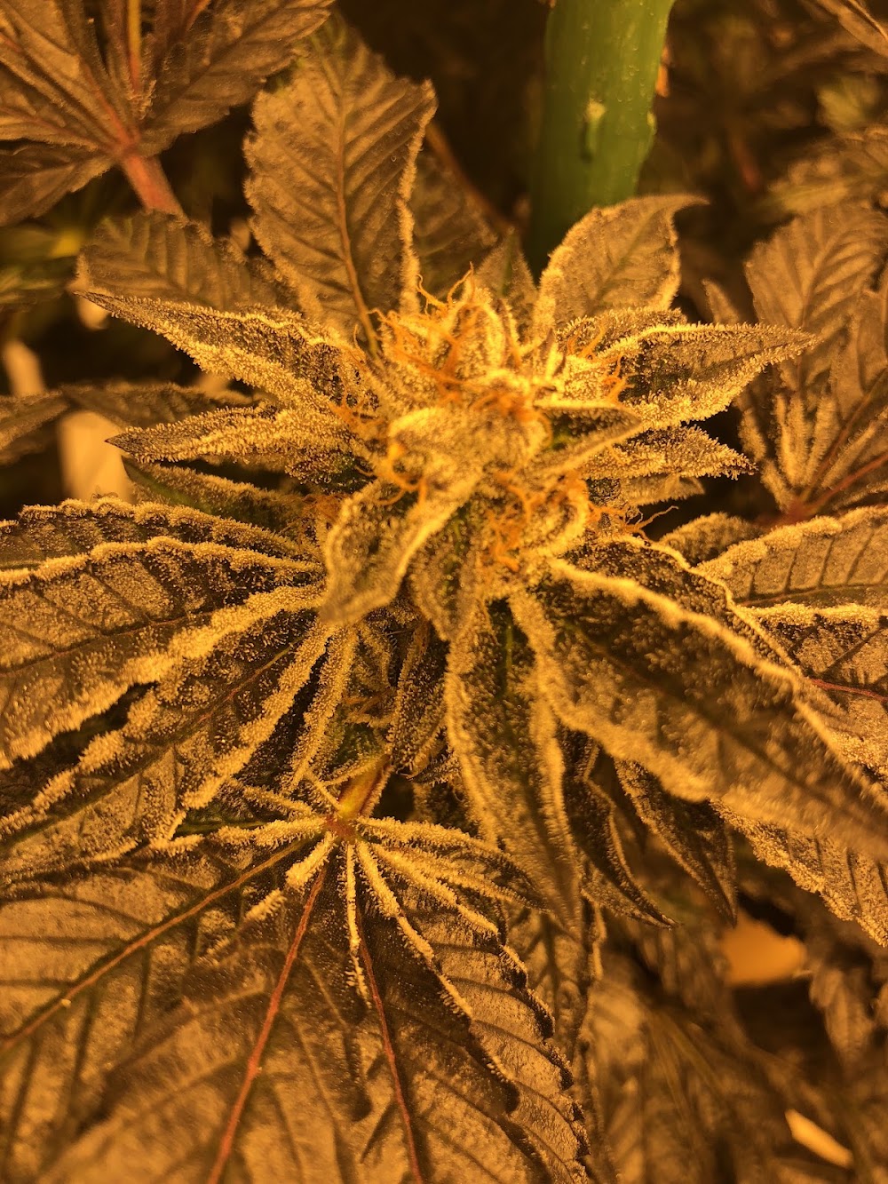 Colorado Cannabis Connection photo 6