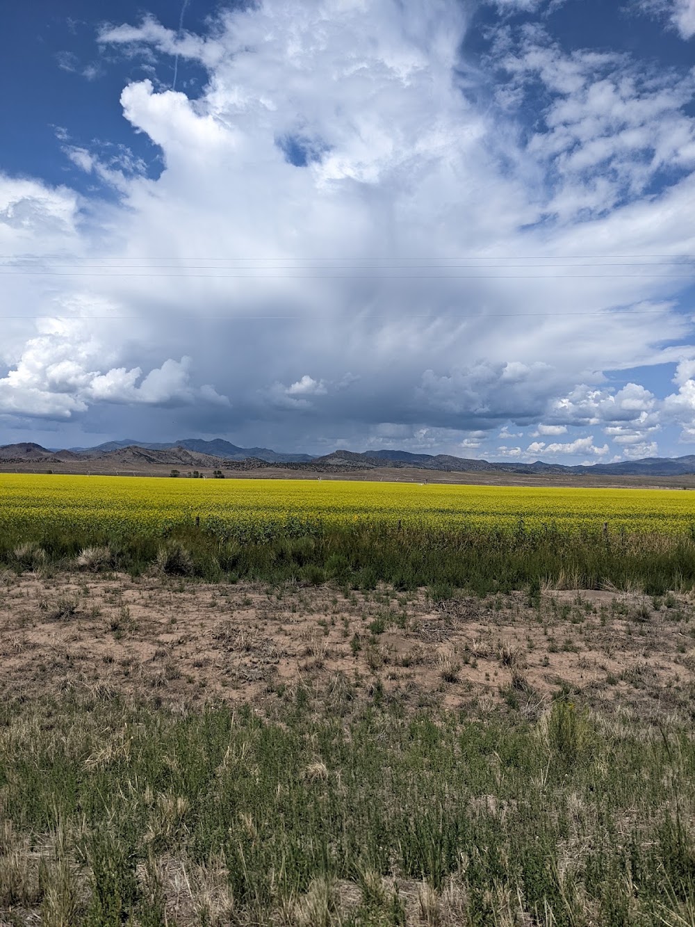 Colorados Kindest photo 6