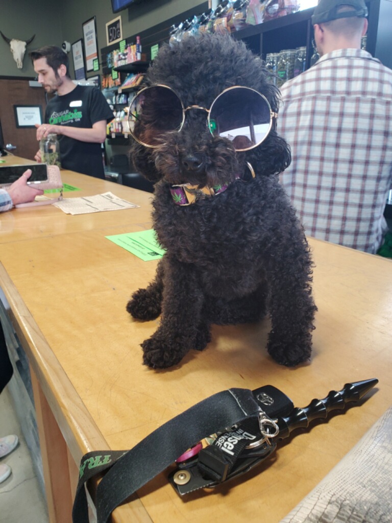 Cougar Cannabis photo 8