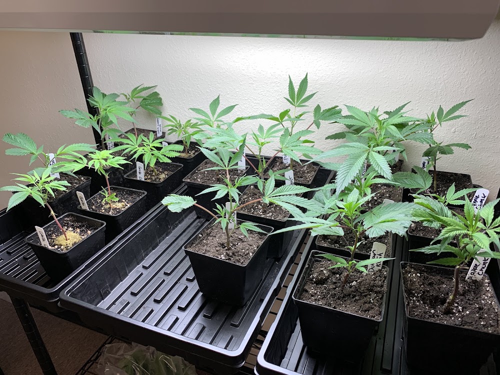 Cowboy Cannabis Dispensary photo 5