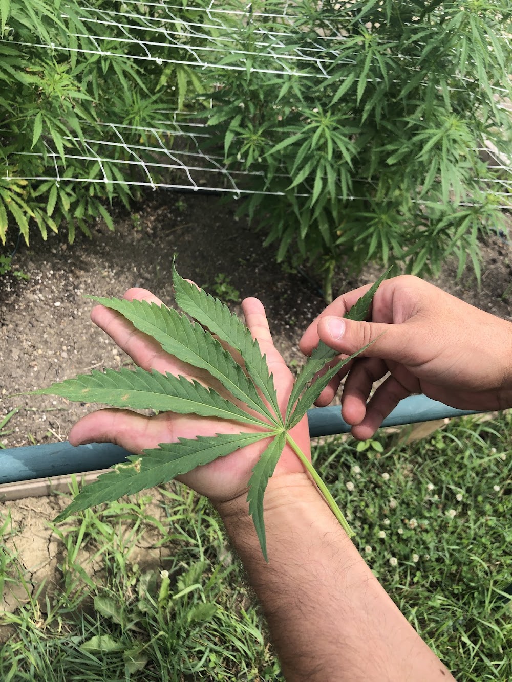 Crested River Cannabis Company photo 7