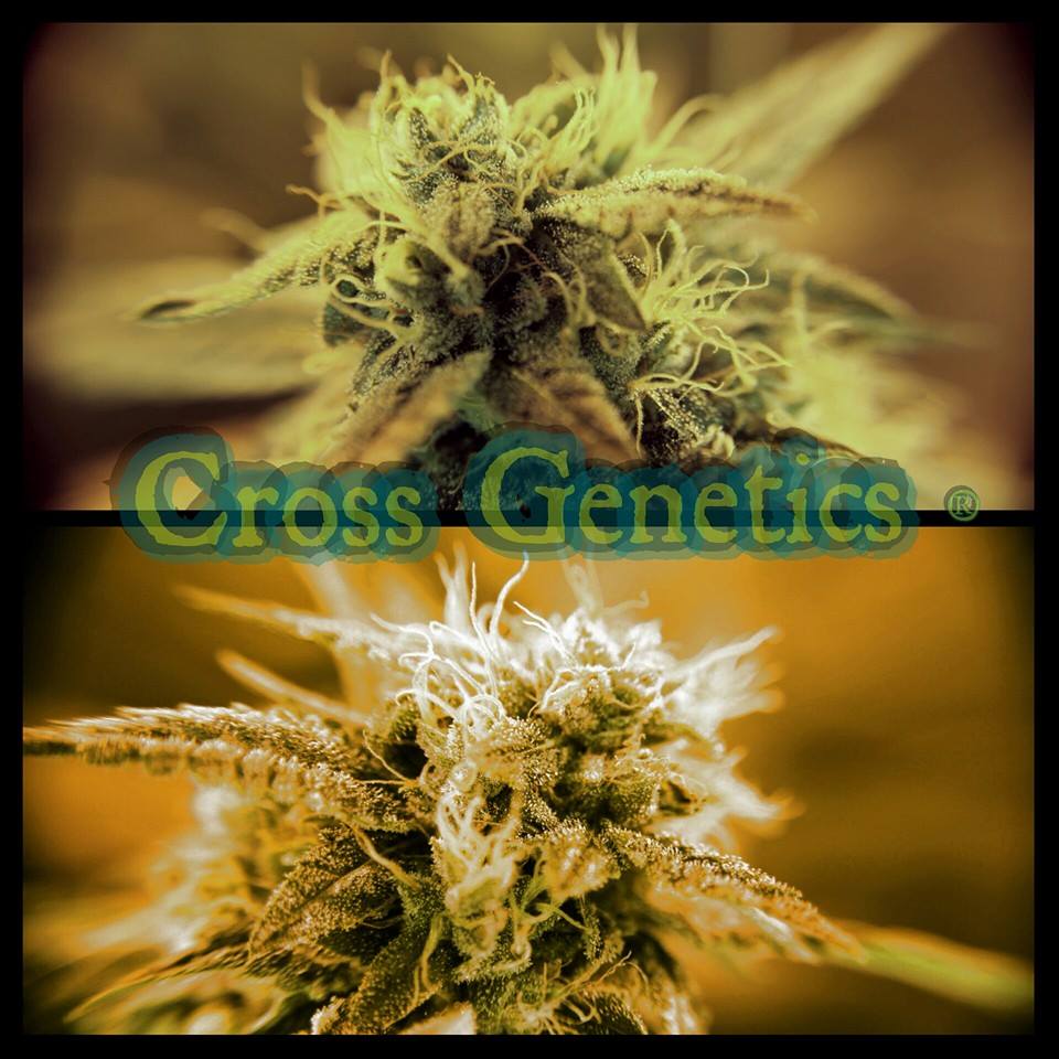 Cross Genetics photo 3