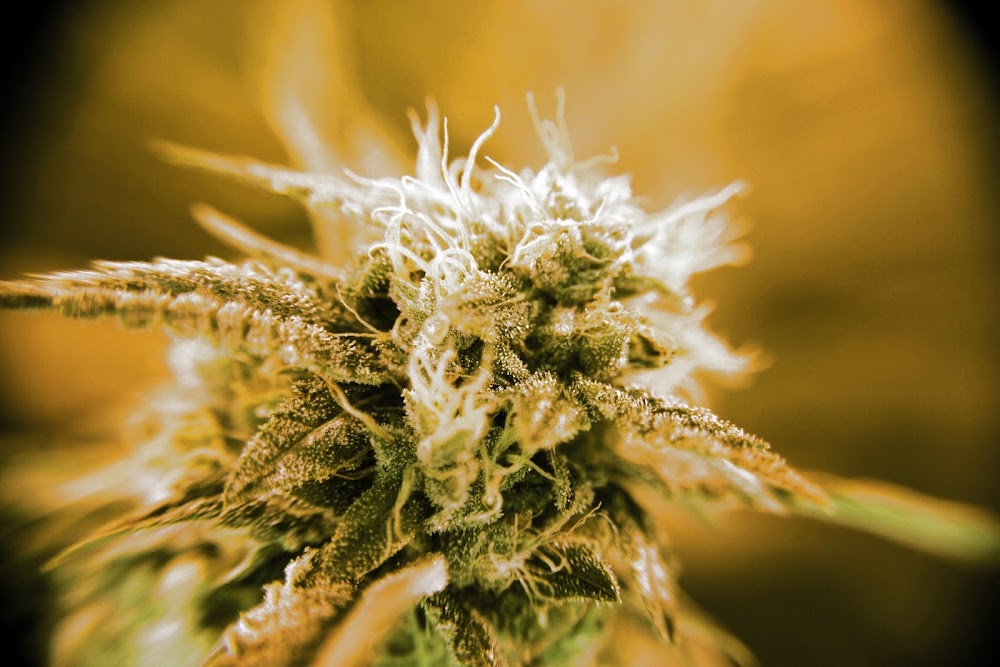 Cross Genetics photo 6