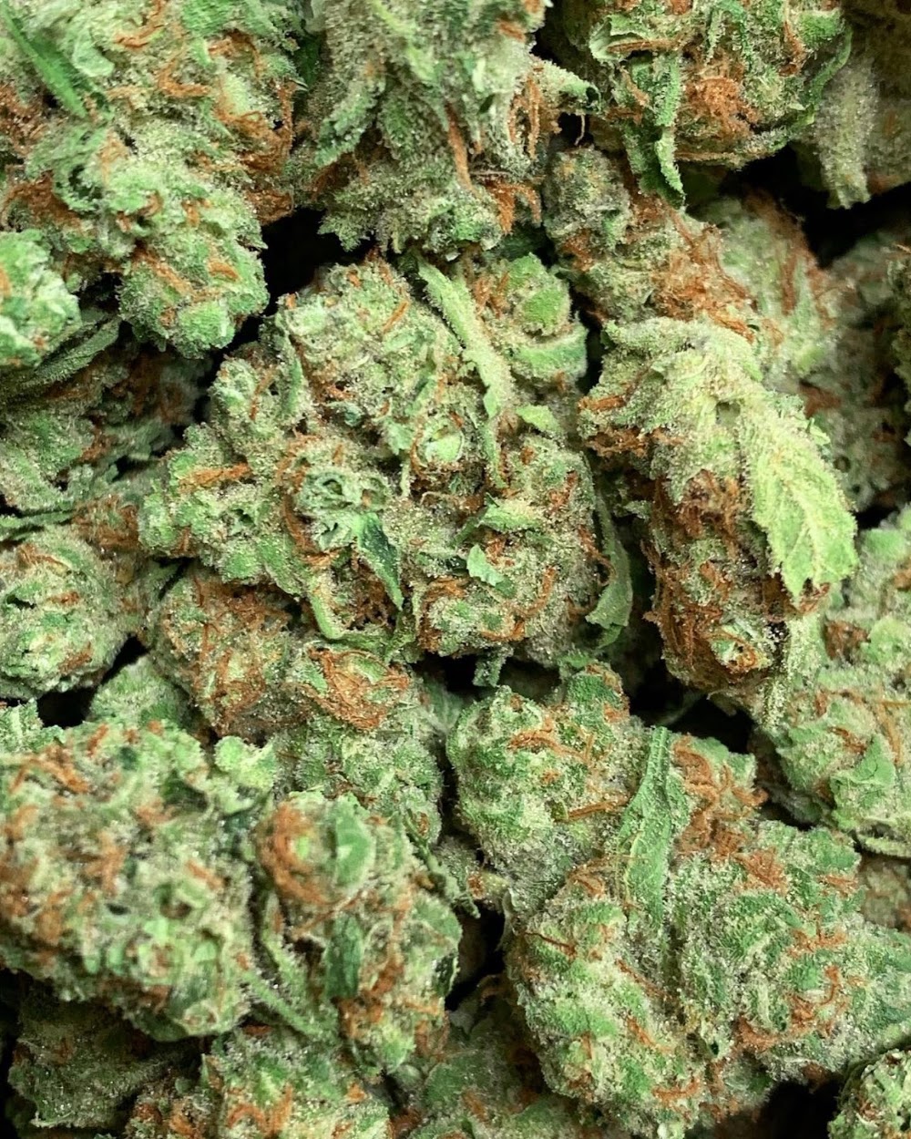 Cross Genetics photo 7